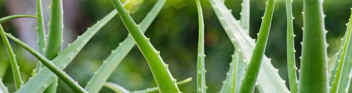 aloe vera on image 1